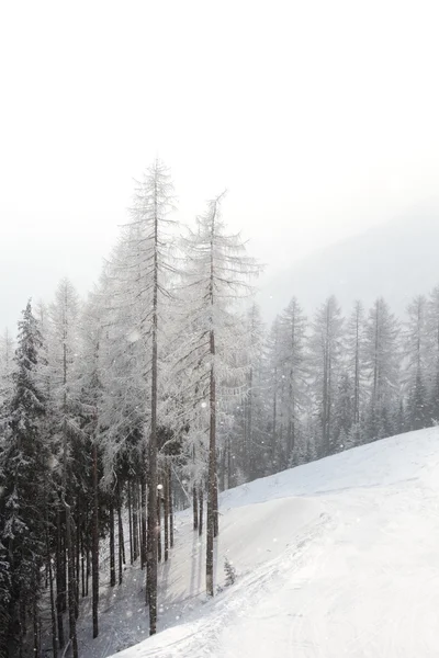 Foresta nella neve — Foto Stock