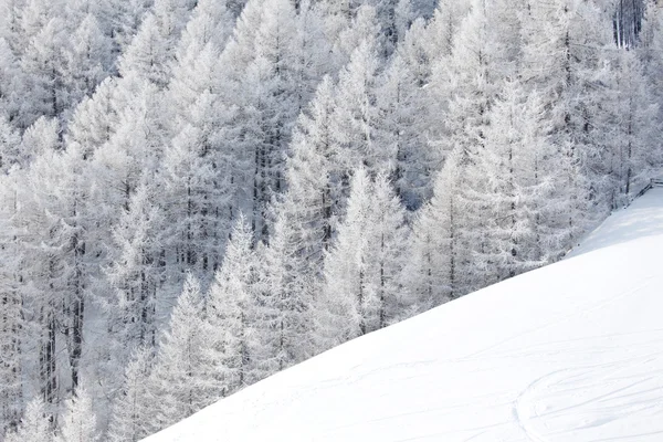 雪の森 — ストック写真