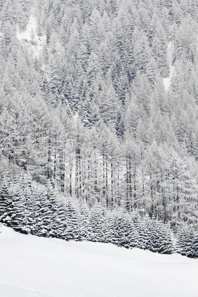 Лес в снегу — стоковое фото