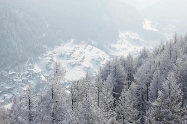 Las w śniegu — Zdjęcie stockowe