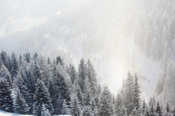 Bosque en nieve —  Fotos de Stock