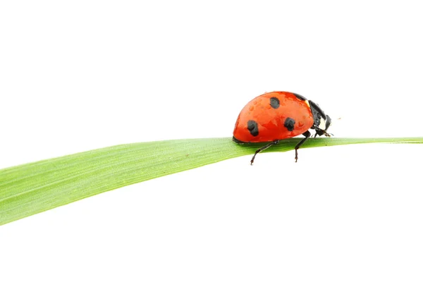 Ladybug on grass Stock Image
