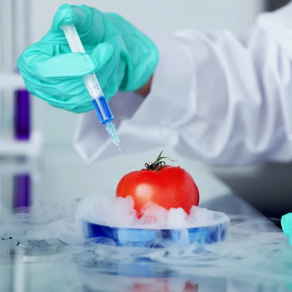 Alteração do ADN de tomate — Fotografia de Stock