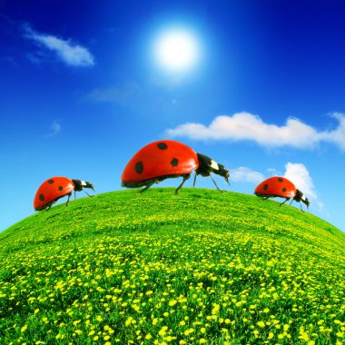 Ladybug on dandelion field clipart