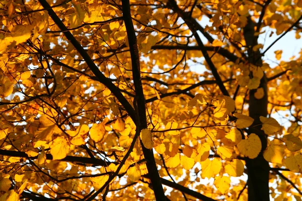 Golden leaves — Stock Photo, Image