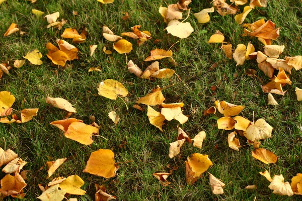 Listy na trávě — Stock fotografie