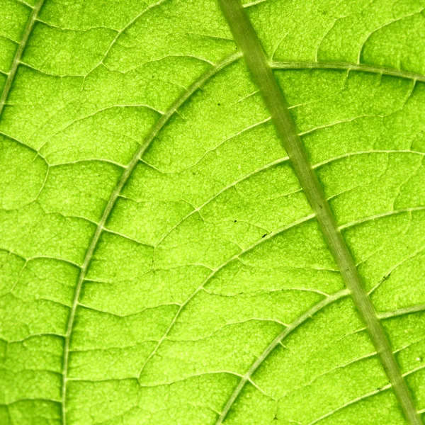 Vena verde della foglia — Foto Stock