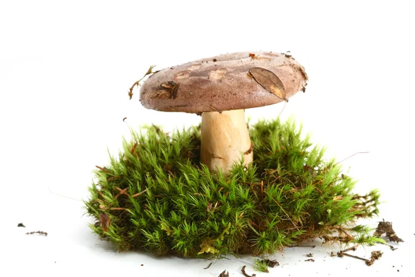 Izolované houby — Stock fotografie