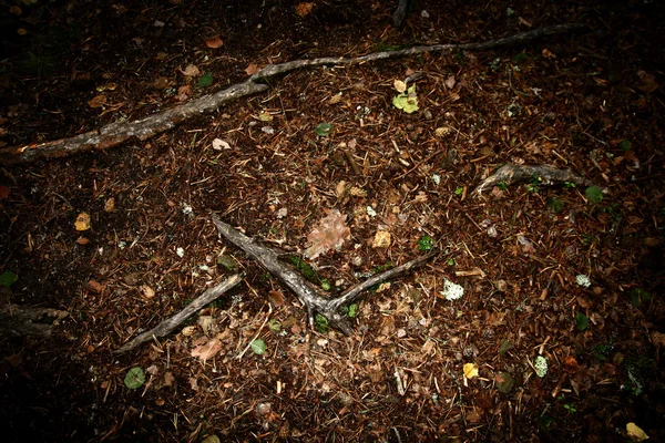वृक्ष मूळ — स्टॉक फोटो, इमेज