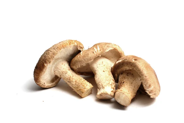 Shiitake mushrooms — Stock Photo, Image