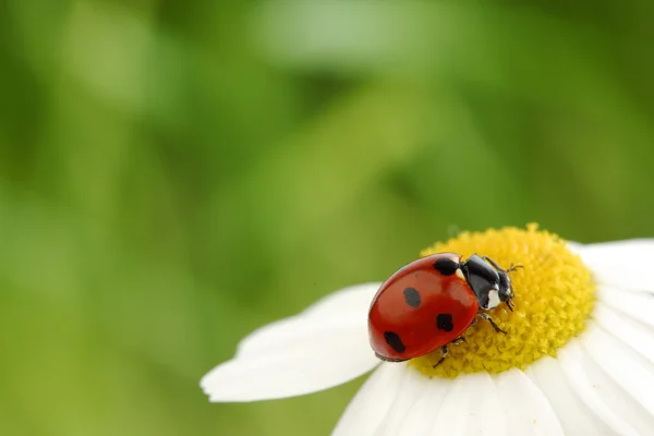 Ladybug pe mușețel — Fotografie, imagine de stoc