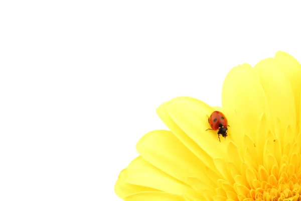 Lieveheersbeestje op gele bloem — Stockfoto