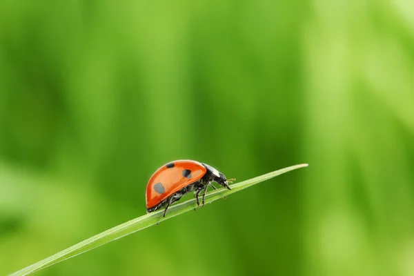 Marienkäfer auf Gras — Stockfoto