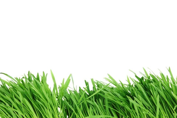 Geïsoleerde gras — Stockfoto