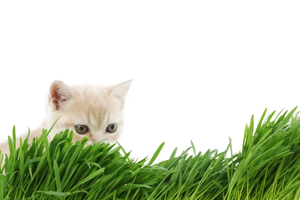 Gato detrás de hierba — Foto de Stock