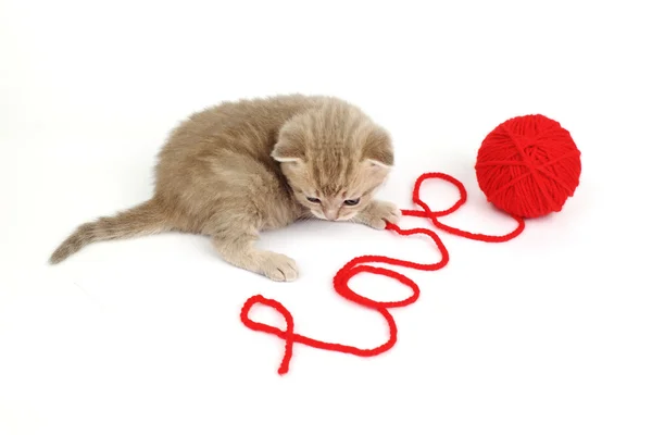 Aşk kedi — Stok fotoğraf
