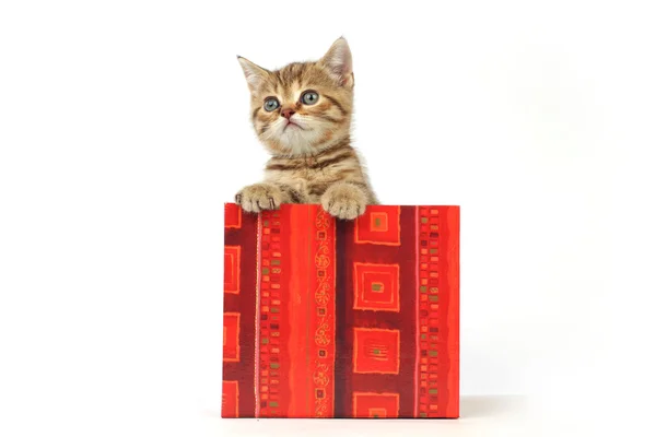 Katze im Geschenkkarton — Stockfoto