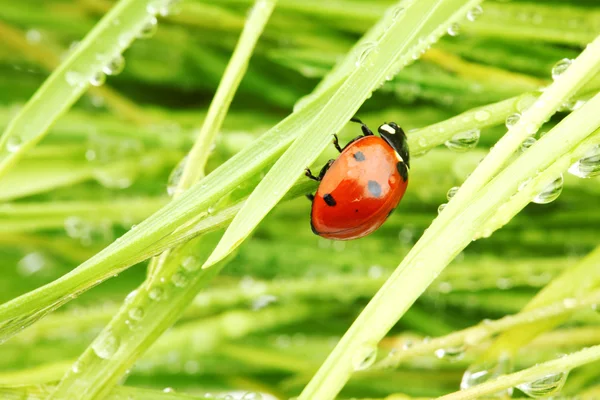 Lieveheersbeestje op gras — Stockfoto