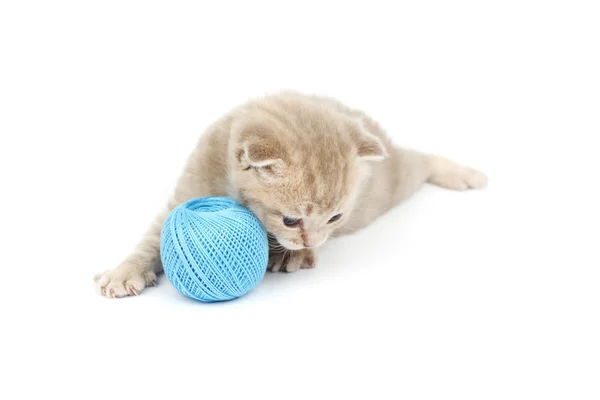 Kočka a modré vlny ball — Stock fotografie