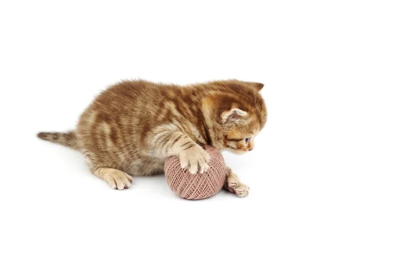 Γάτα και γκρι μαλλί μπάλα — Φωτογραφία Αρχείου