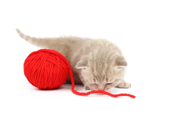 Gatto e palla di lana rossa — Foto Stock