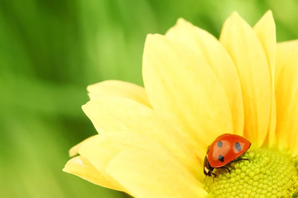 Marienkäfer auf gelber Blume — Stockfoto
