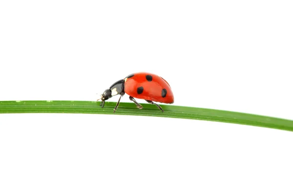 Ladybug on grass Royalty Free Stock Images