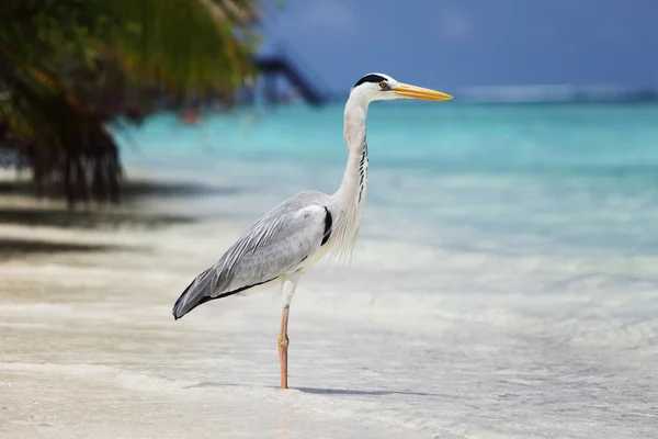 Stock image Stork on the ocean