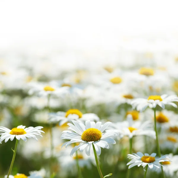 Camomiles — Stok fotoğraf