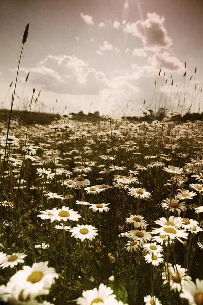 白いヒナギクの畑 — ストック写真