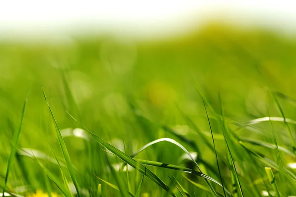 Groen gras — Stockfoto