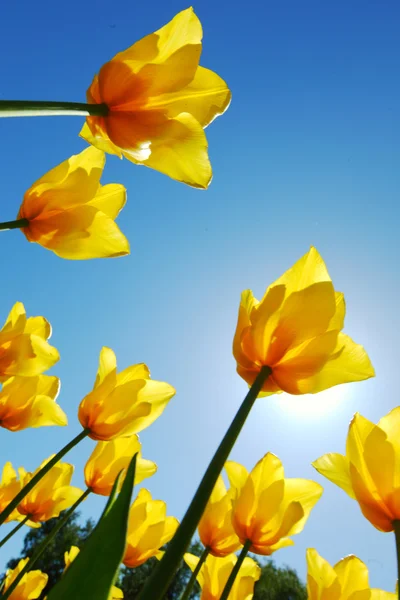 Желтые тюльпаны против неба — стоковое фото