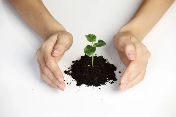 Copertura vegetale — Foto Stock