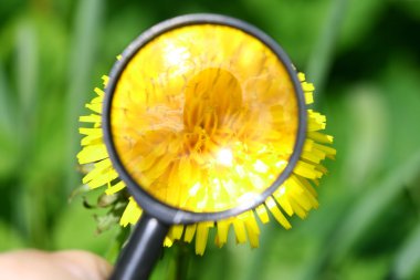 Yellow dandelion clipart