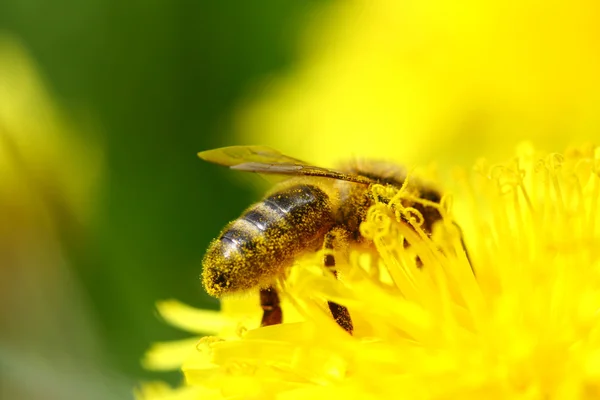 Bee op bloem — Stockfoto