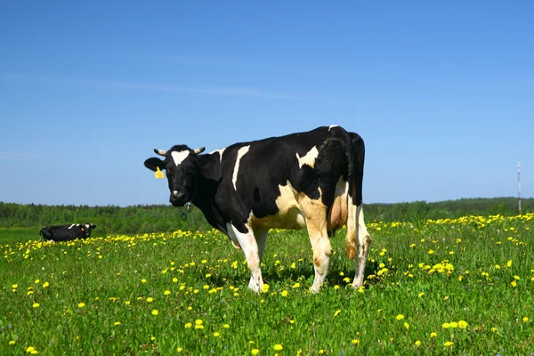Krajobraz krowa — Zdjęcie stockowe