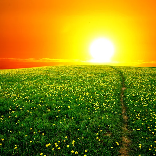 Sunrise on dandelion field — Stock Photo, Image