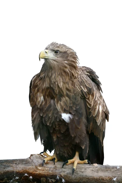 Geïsoleerde eagle — Stockfoto