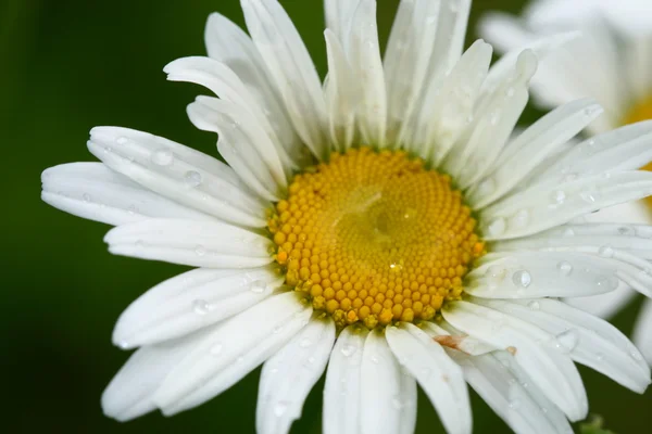 Stock image Summer flower