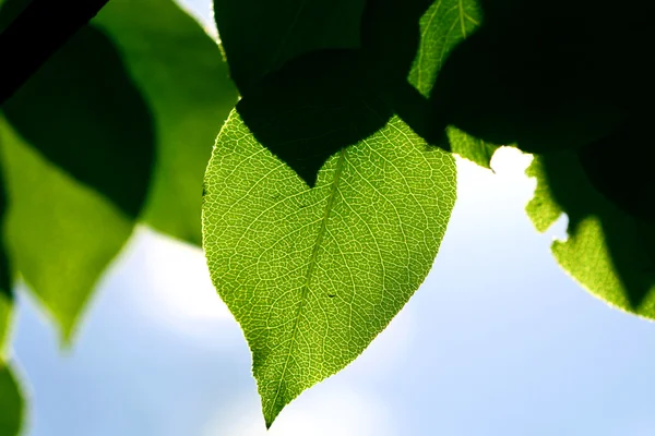 녹색 경 엽 — 스톡 사진