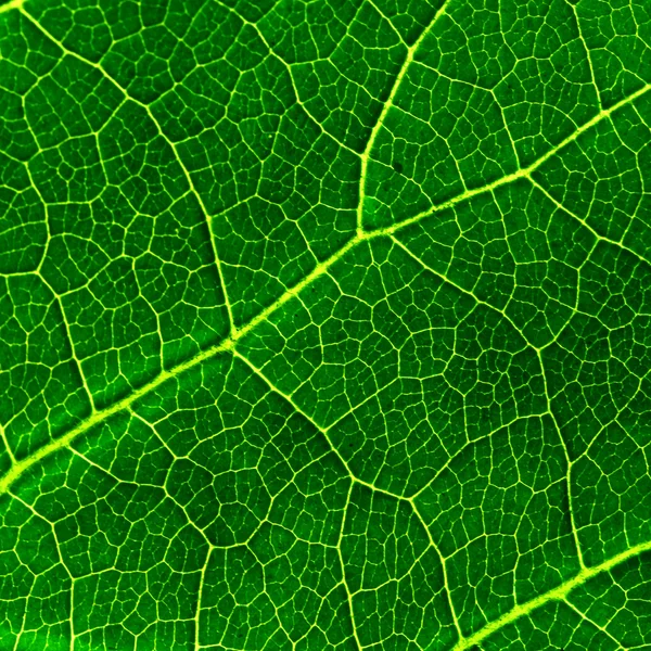 Foglia verde — Foto Stock