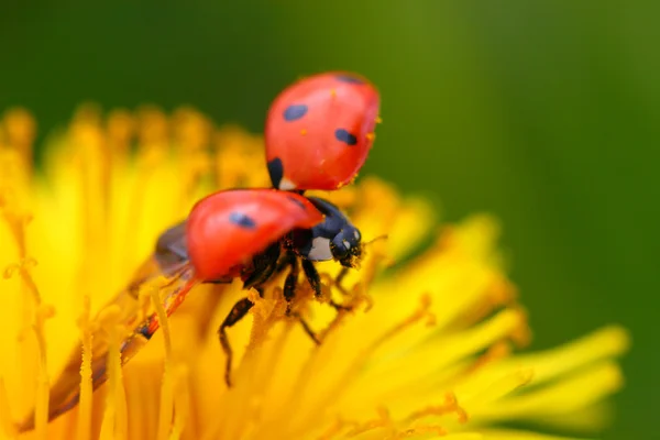 Ladybug on dandelion — Stock Photo, Image