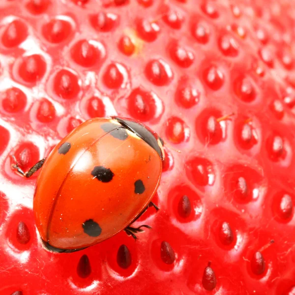Ladybug gourmet — Stockfoto