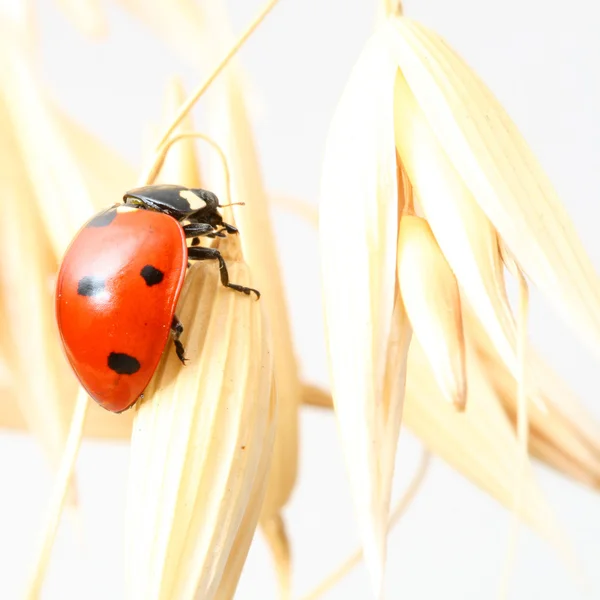 Ladybug on wheat — Stock Photo, Image