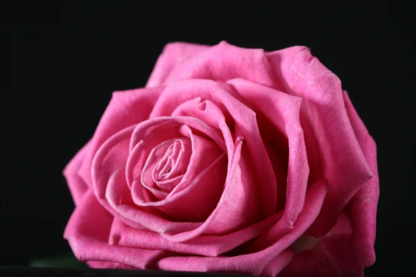 핑크 장미 매크로 — 스톡 사진