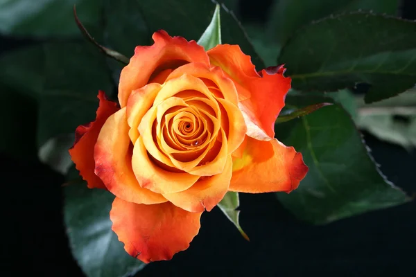 แมโครดอกกุหลาบสีส้ม — ภาพถ่ายสต็อก