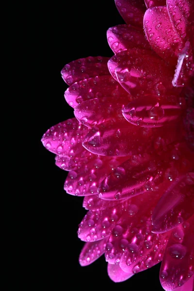 Różowy kwiat makro — Zdjęcie stockowe
