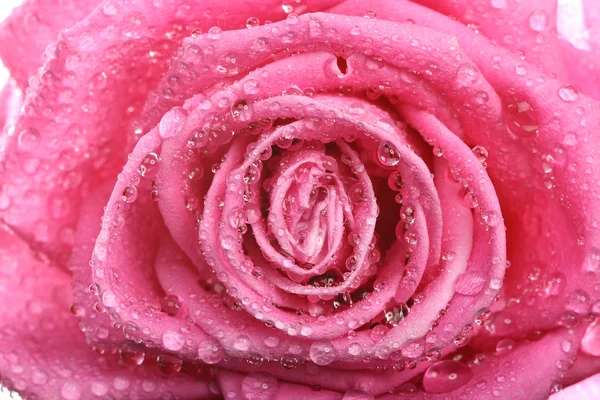 Ροζ τριαντάφυλλο μακροεντολή — Φωτογραφία Αρχείου