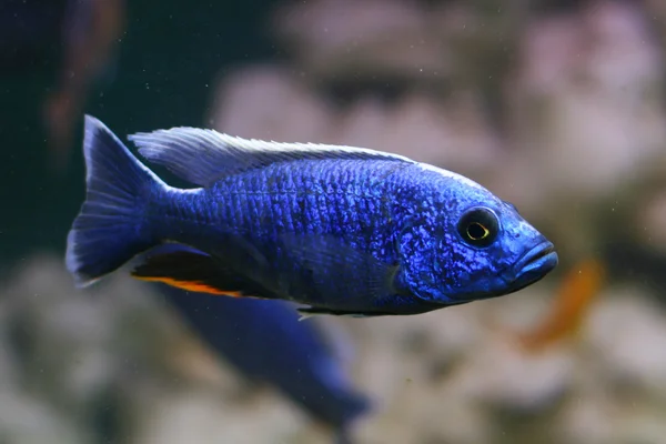 stock image Fish in aquarium