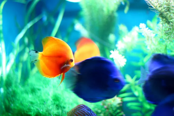 Ryby v akváriu — Stock fotografie